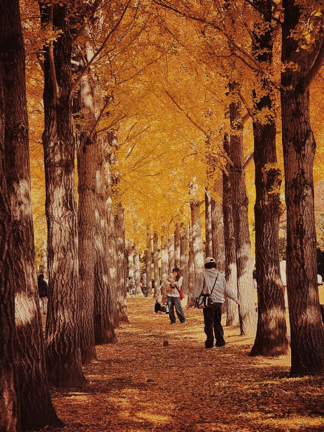 Elderly Japanese couple walking together in a park with autumn leaves