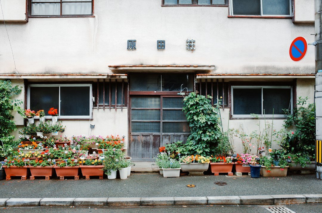 Elderly Japanese woman gardening and tending flowers at home